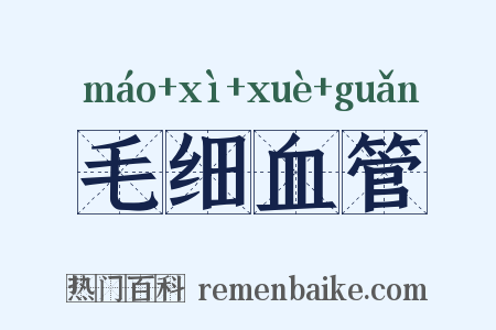 毛细血管是什么意思的图片